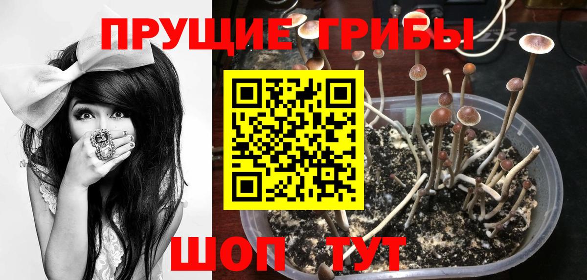 Псилоцибиновые грибы ЛСД Приморско-Ахтарск